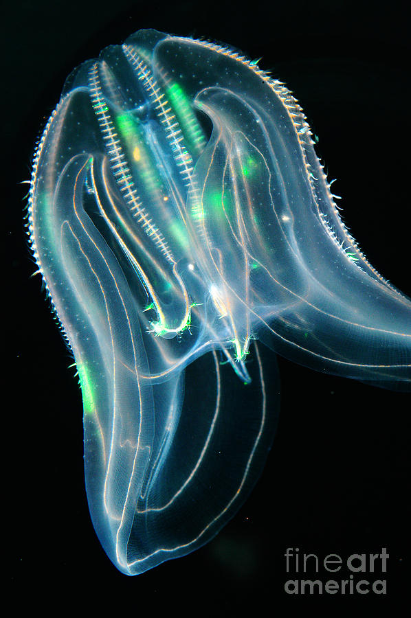 Comb Jelly Photograph by Gregory G Dimijian
