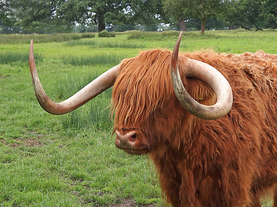 Comb Over - Highland Cow Photograph by Gill Billington
