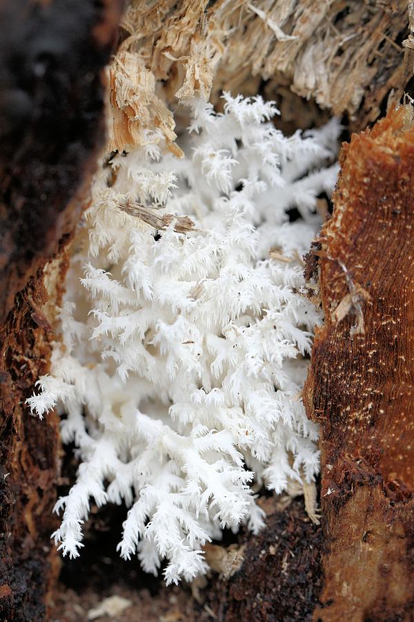 Comb Tooth Fungus Photograph by Doris Potter