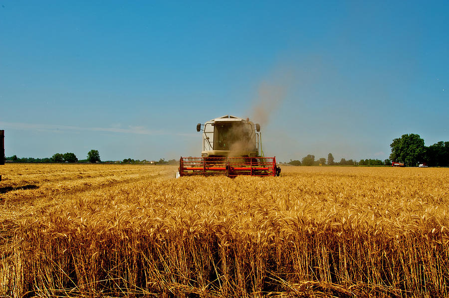 Combine Harvester In A Wheat Field Photograph by Marco Vacca