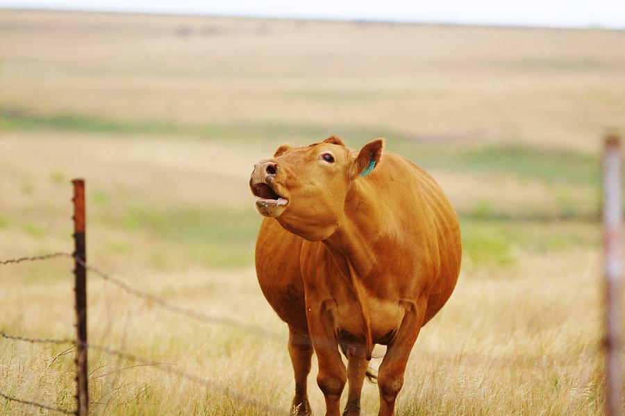 Cow Photograph - Come and Get it by Shirley Heier