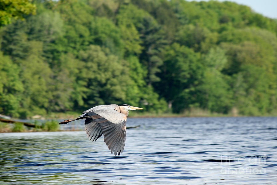 Heron Photograph - Come and Go Blues by Neal Eslinger