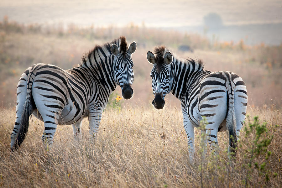 Zebra Photograph - Come and play by Stephanus Le Roux