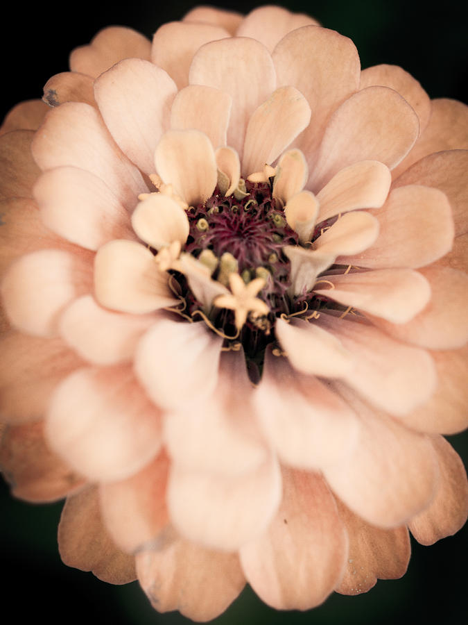 Flower Photograph - Come and Relax Now by Brenna Schelle
