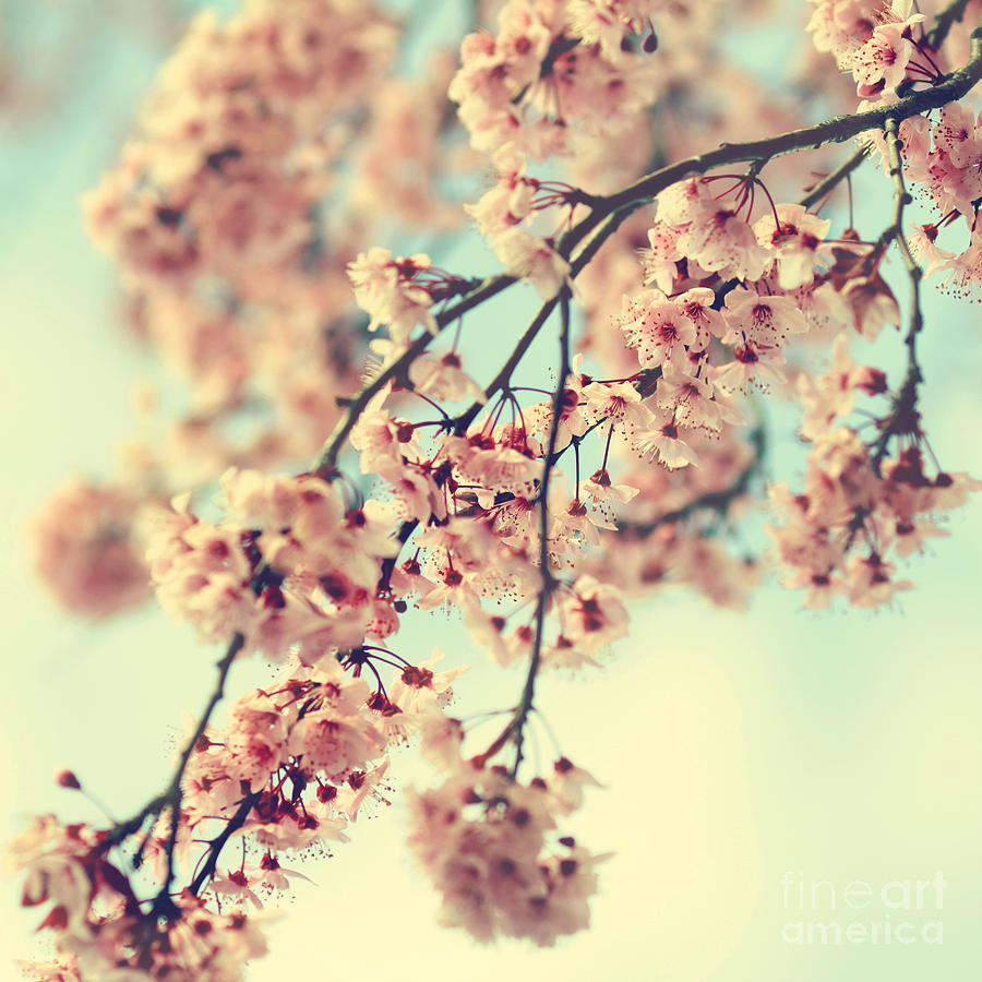 Come Away With Me- Cherry Blossoms Photograph