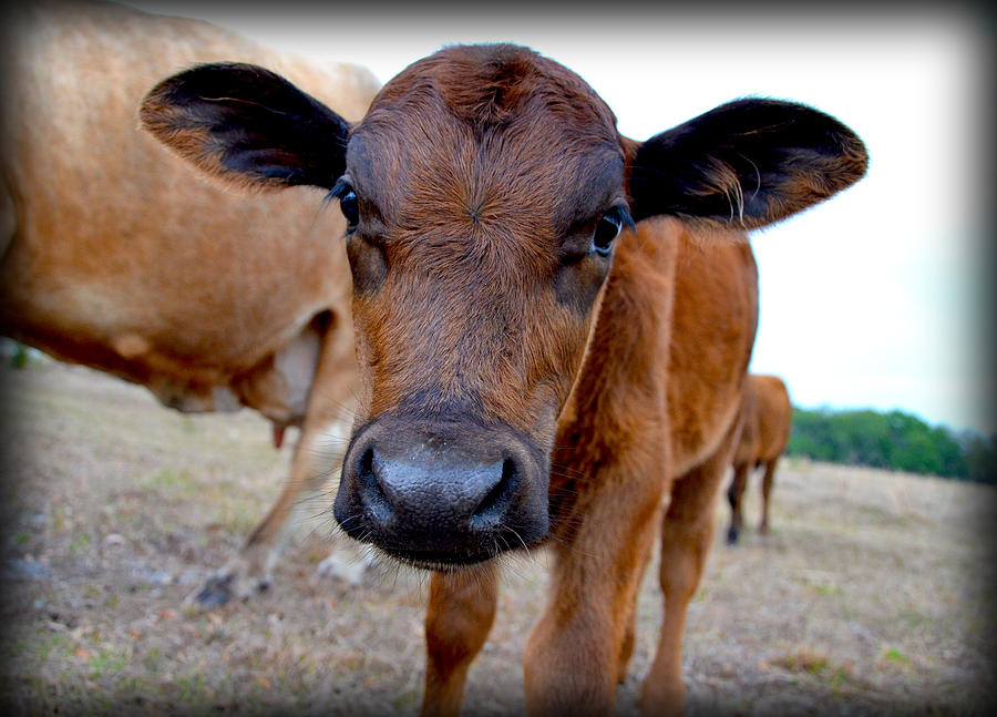 Come Close for a Cow Kiss Photograph by Amanda Vouglas