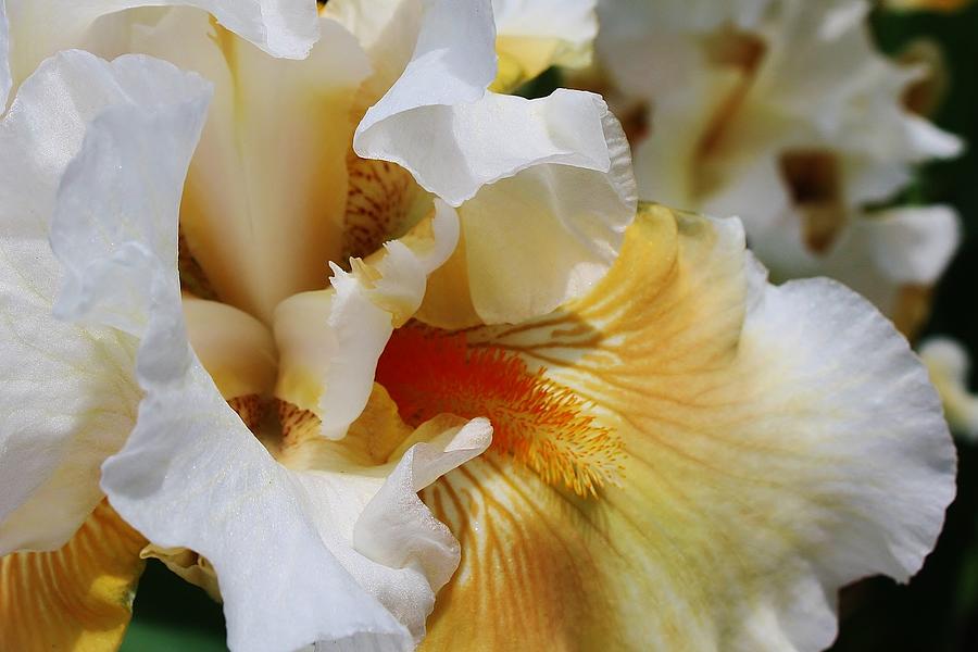 Iris Photograph - Come Closer by Bruce Bley