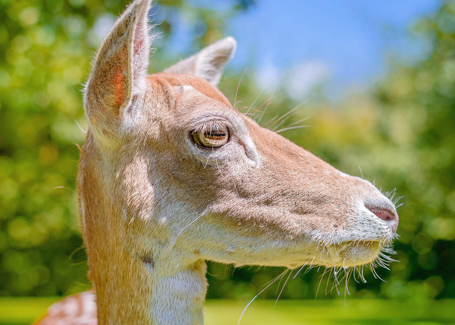 Animal Photograph - Come closer deer by Yvon van der Wijk