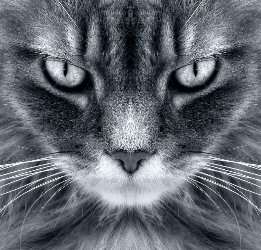 Cat Photograph - Come Closer by Louise Kumpf