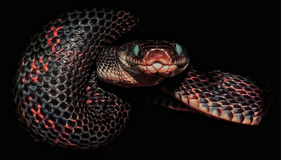 Reptile Photograph - Come Closer by Stuart Harrison