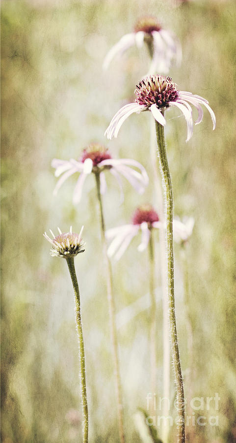 Flower Photograph - Come Dance With Me by Pam  Holdsworth