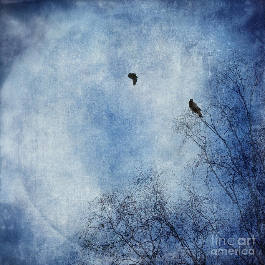 Raven Photograph - Come Fly With Me by Priska Wettstein