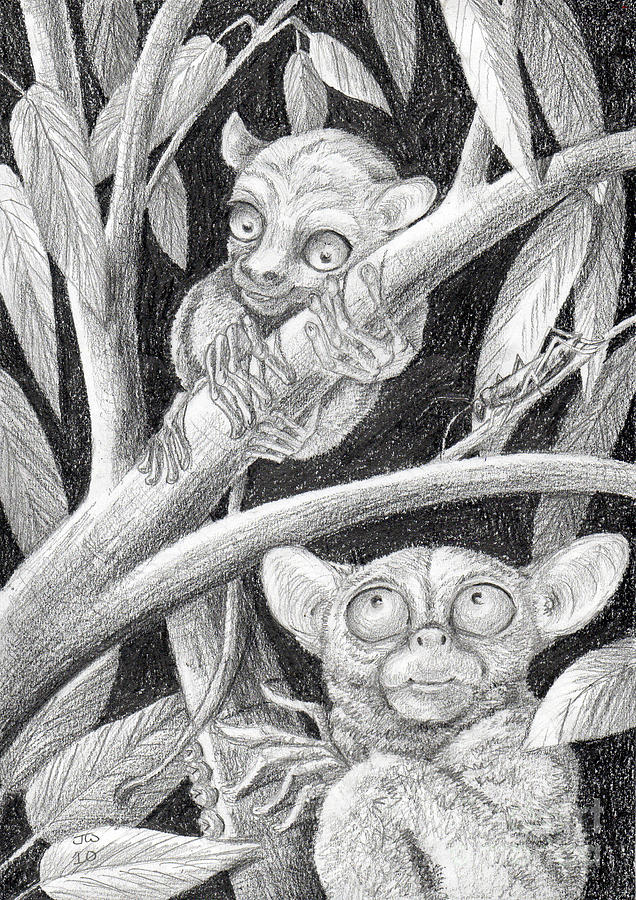 Come here my baby tarsier Drawing by June Walker