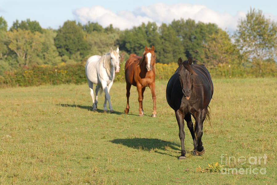 Come Hither Oh Horses Photograph by Paddy Shaffer
