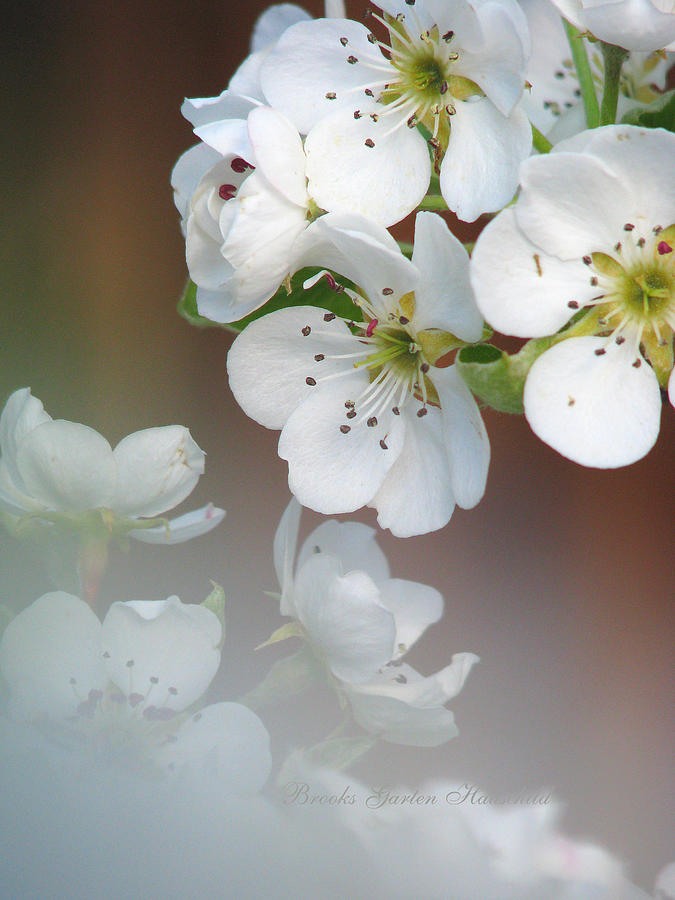 Come Hither Pear Blossoms - Floral Photography and Art - Fruit Tree Blossoms Photograph by Brooks Garten Hauschild