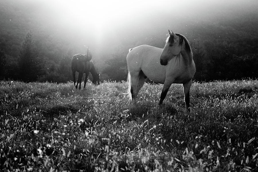Horse Photograph - Come Home by Peter Svoboda, Mqep