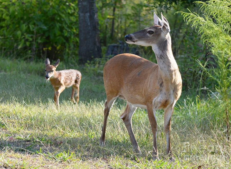 Deer Photograph - Come on my Babe by Barb Dalton