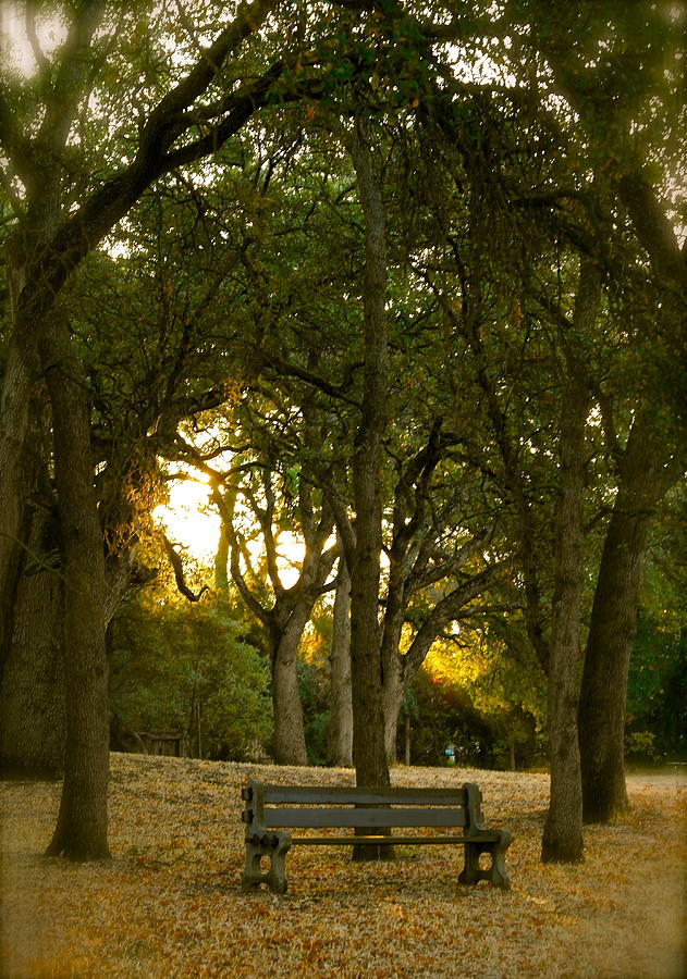 Come Sit Awhile Photograph by Michele Myers