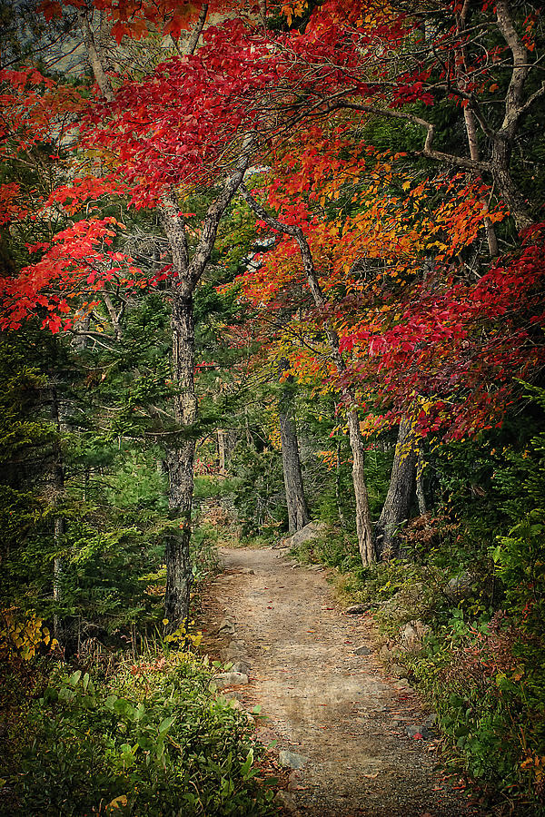 Acadia National Park Photograph - Come Walk with Me by Priscilla Burgers