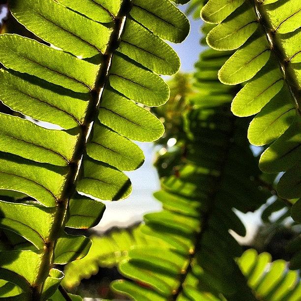 Nature Photograph - Come With Us#plant #plants #green #leaf by Dan Coyne