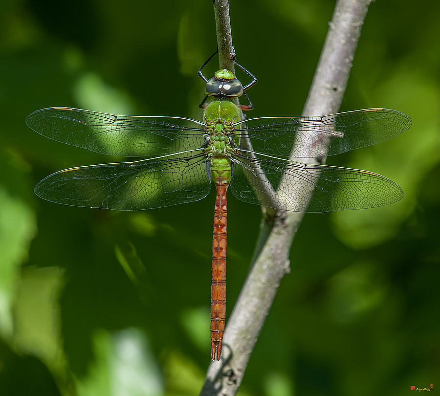 Comet Darner Dragonfly Anax longipes DIN238 Photograph by Gerry Gantt