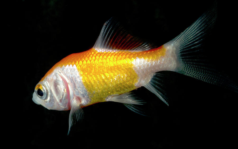 Fish Photograph - Comet Goldfish by Nigel Downer