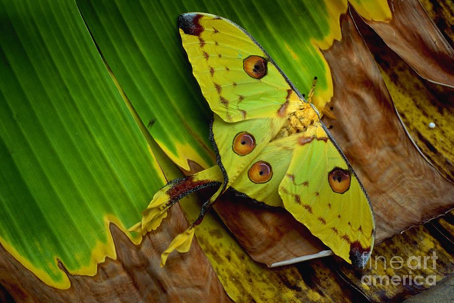 Insects Photograph - Comet Moth by Art Wolfe
