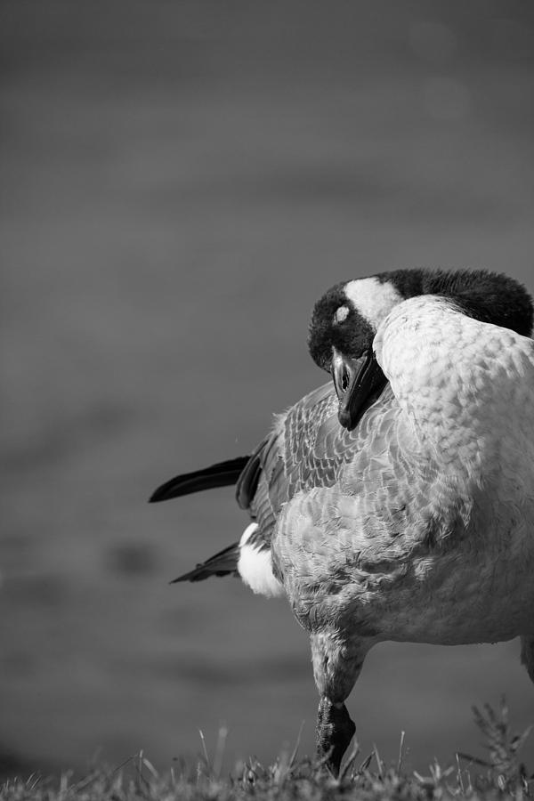 Goose Photograph - Comforting by Karol Livote