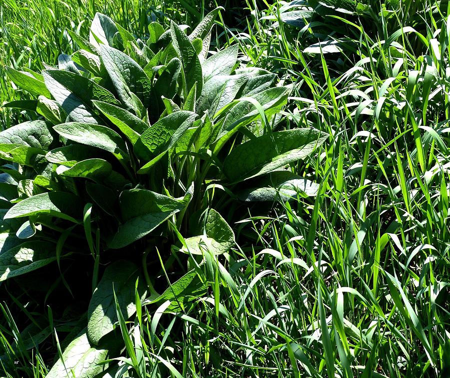 Comfrey Plant In Tall Grass Photograph by Will Borden