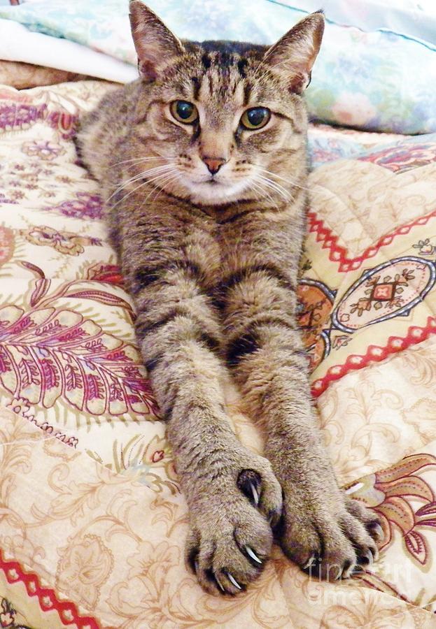 Comfy Cat Photograph by Judy Via-Wolff