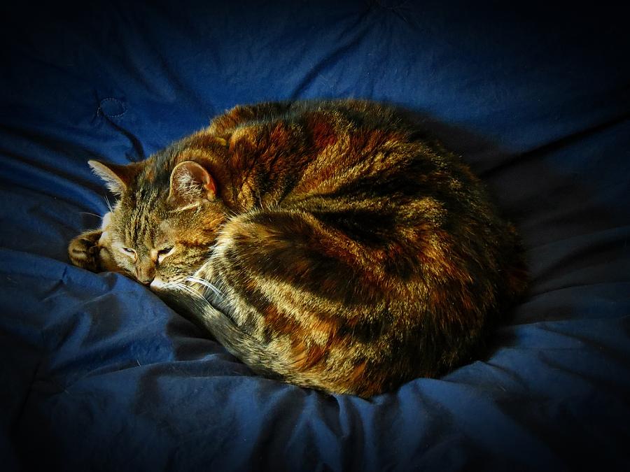 Comfy Cat Photograph by MTBobbins Photography