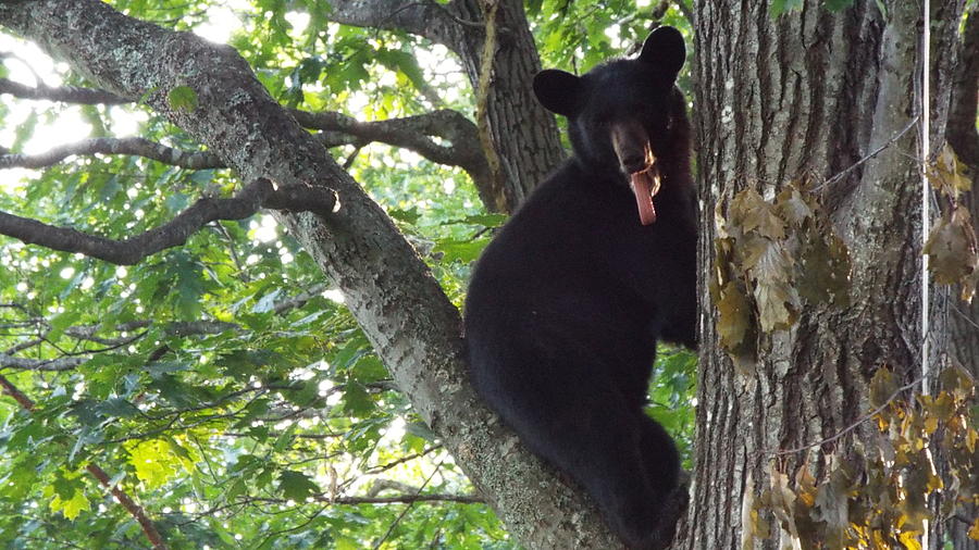 Comical Bear Photograph by Cheryl King - Fine Art America