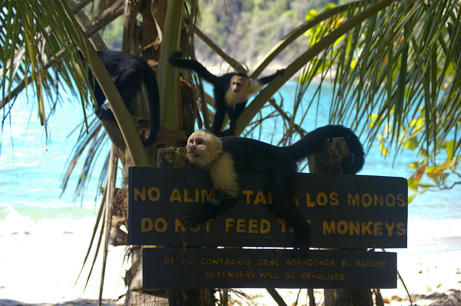 Comical Capuchin Photograph by Brian Kamprath