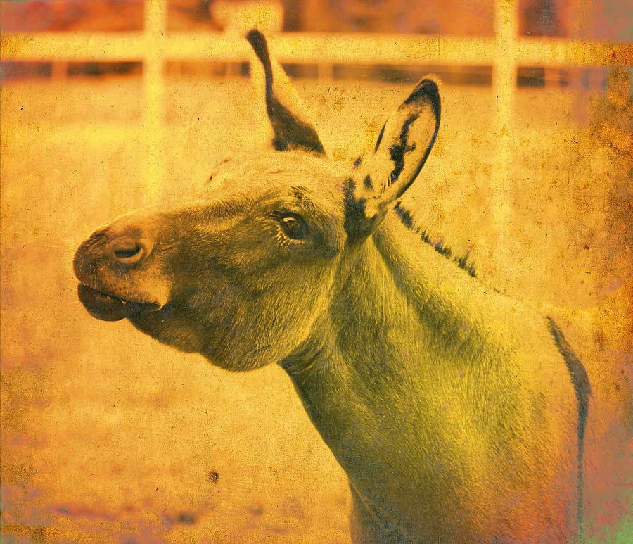 Comical Donkey Photograph by Virginia Folkman