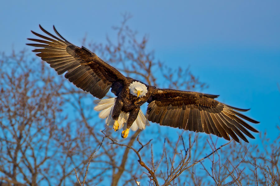 Bald Eagle Photograph - Coming for You by Todd Ryburn