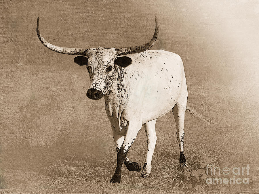 Cow Photograph - Coming Home in Sepia by Betty LaRue
