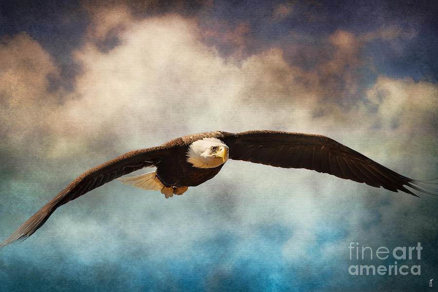 Eagle Photograph - Coming Home by Jai Johnson