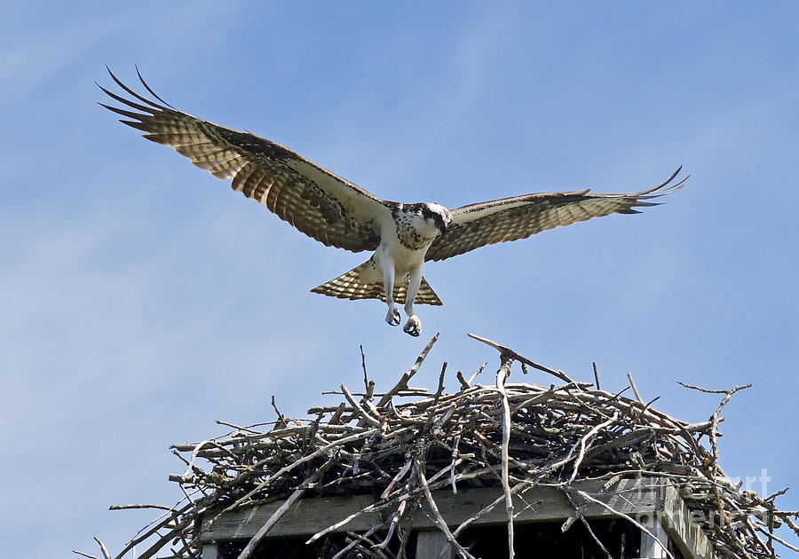 Osprey Photograph - Coming In - Osprey by Andrea Kollo