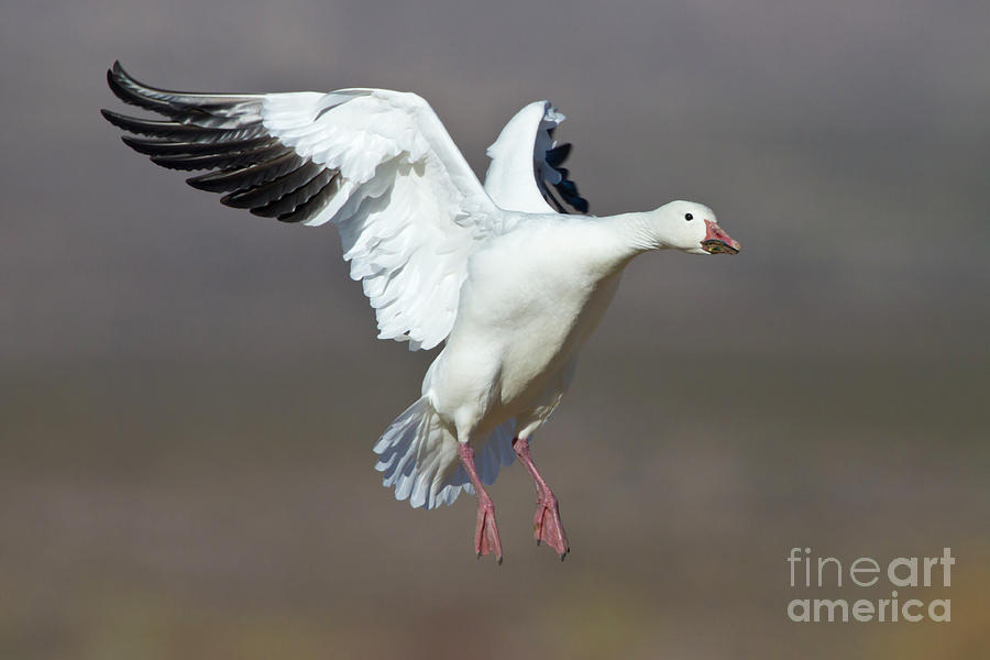 Goose Landing In Bosque Del Apache Photograph