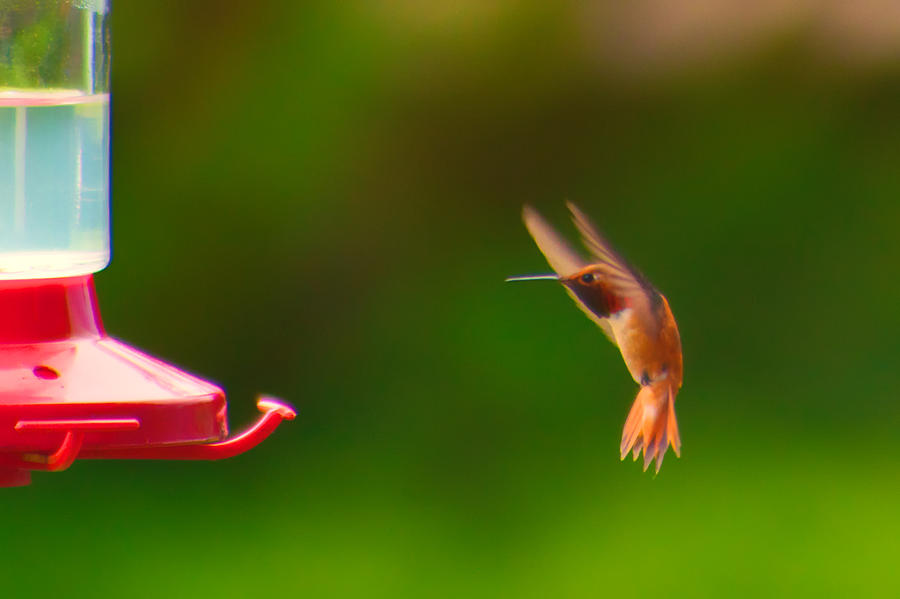 Hummingbird Photograph - Coming in for a landing by Argun Tekant