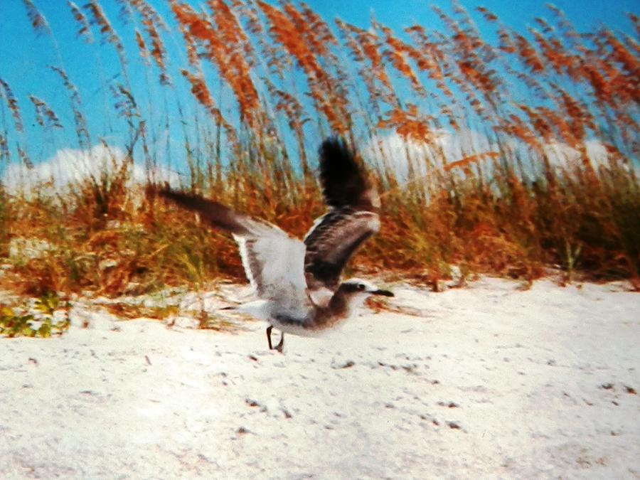 Windy Seagull Landing Photograph by Belinda Lee