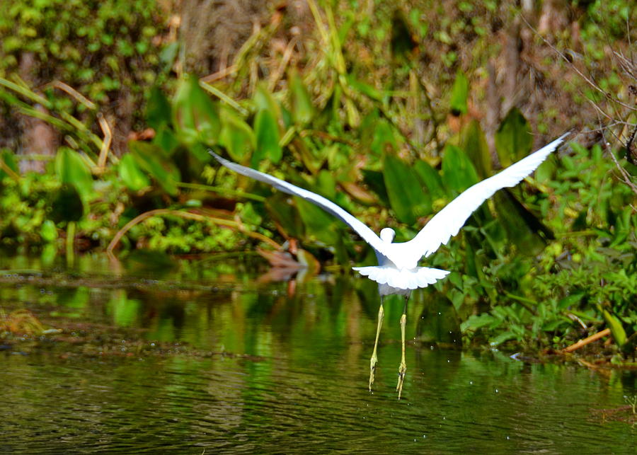 Egret Photograph - Coming In for a Landing by Carla Parris