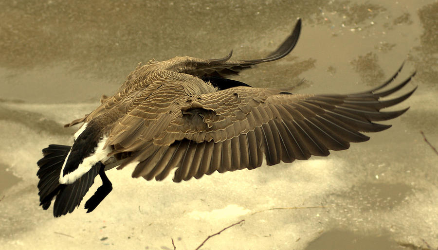 coming in for a landing by Jeremiah John McBride coming in for a landing by Jeremiah John McBride
