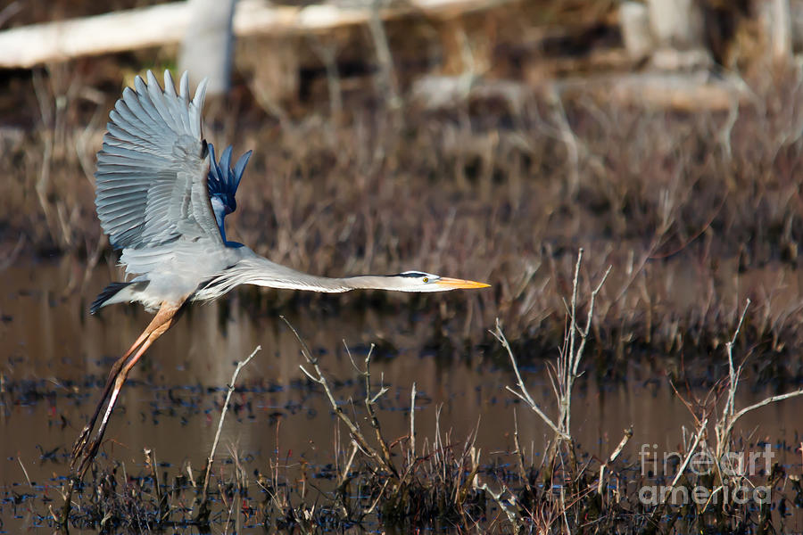 Coming in for a Landing Photograph by Mary Lou Chmura