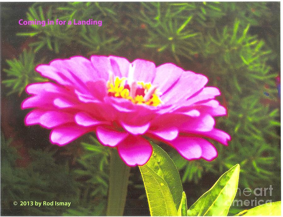 Flowers Still Life Photograph - Coming in for a Landing   Warm Pink by Rod Ismay