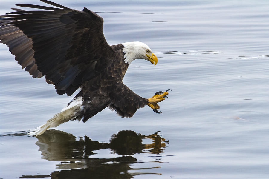 Eagle Photograph - Coming in Hot by Jack R Perry