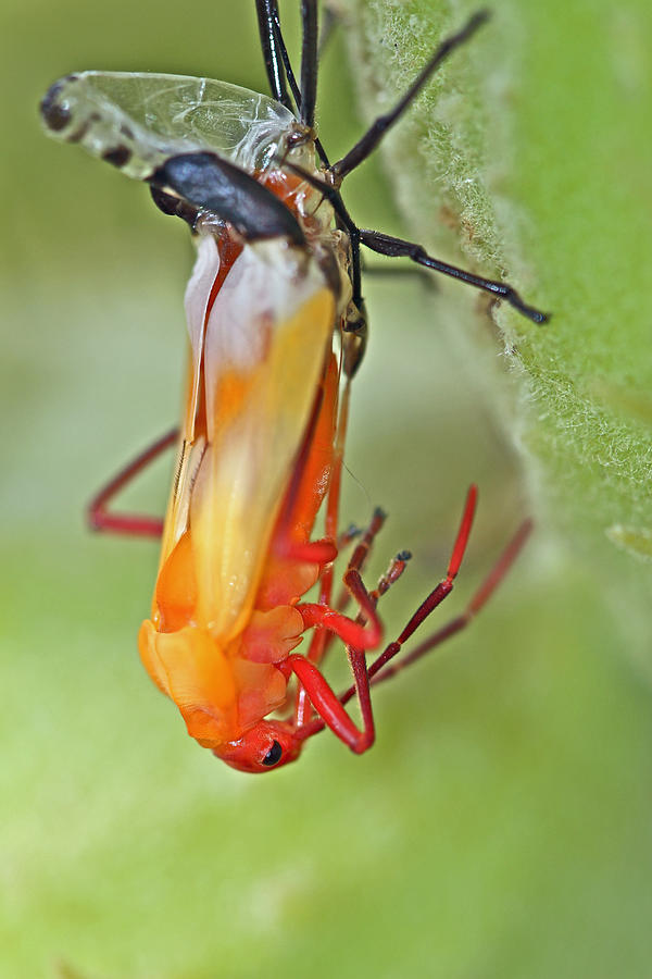 Coming of Age - Large Milkweed Bug - Oncopeltus fasciatus Photograph by Carol Senske