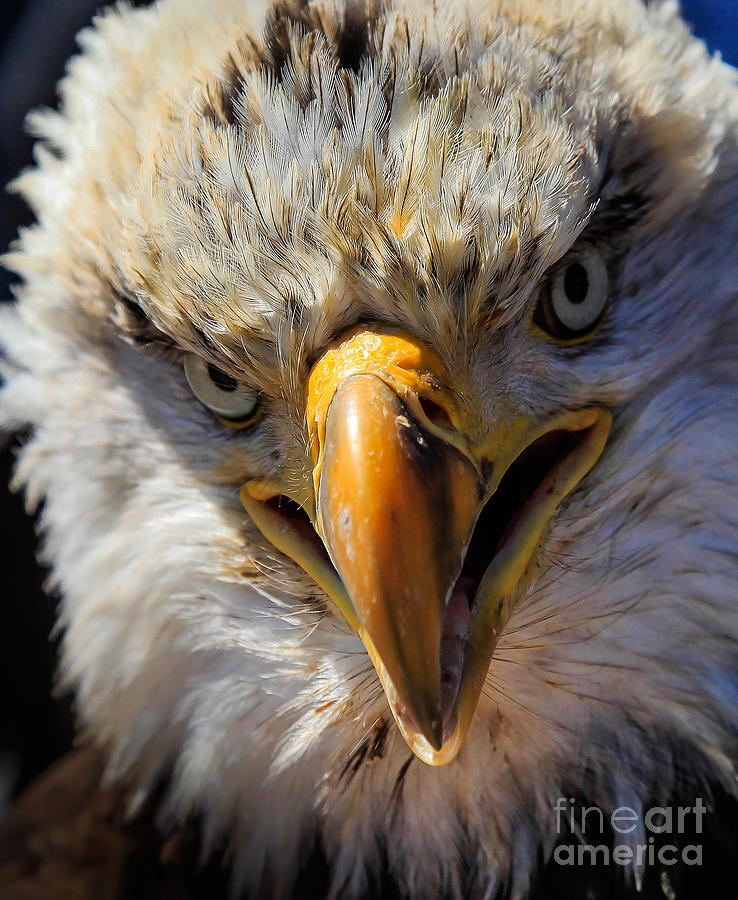 Bald Eagle Coming of Age Photograph by Webb Canepa - Fine Art America