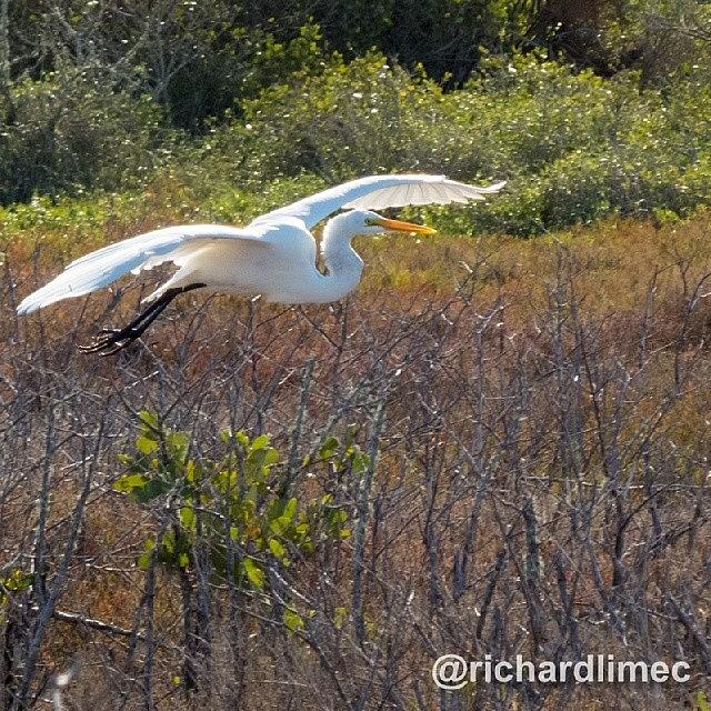 Egret Photograph - Coming To Land.  #greategret #egret by Richard Lim
