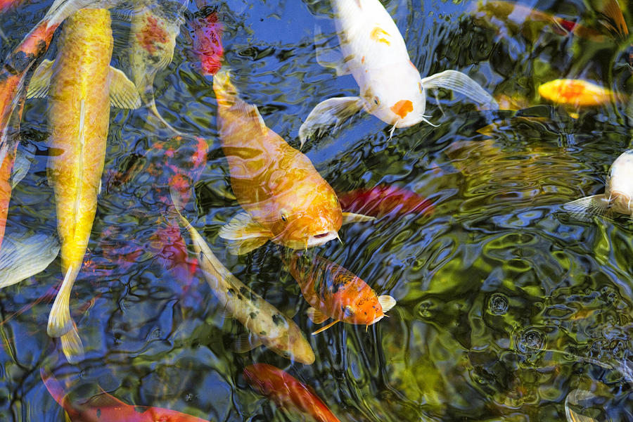 Coming Up Koi Photograph by Kathy Clark